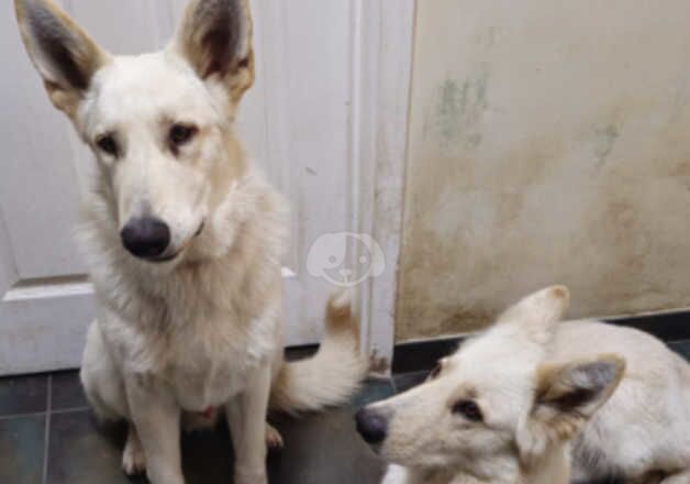 White German Shepherds ( Father & Son ) for sale in Ingatestone, Essex - Image 2