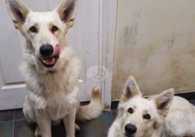 White German Shepherds ( Father & Son ) for sale in Ingatestone, Essex - Image 3