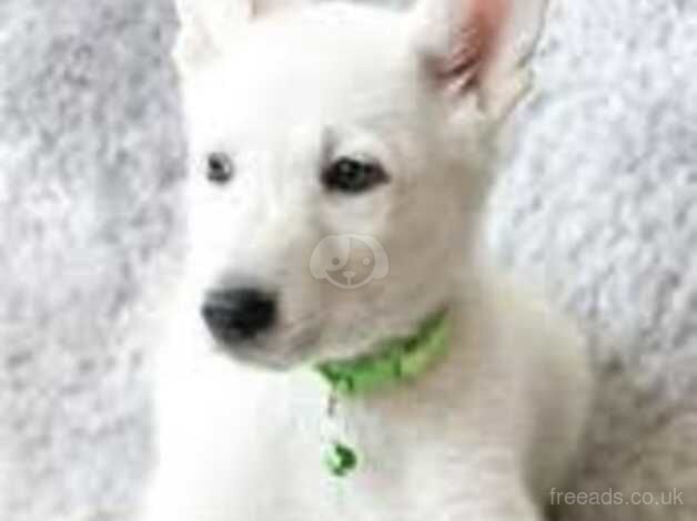 WHITE GERMAN SHEPPARD for sale in Oldham, Greater Manchester