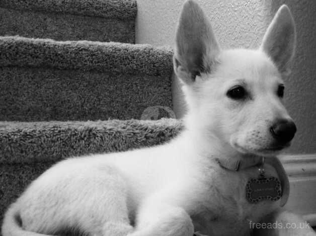 WHITE GERMAN SHEPPARD for sale in Oldham, Greater Manchester - Image 4