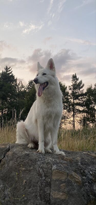 White GS puppy £800 for sale in Middlesbrough, North Yorkshire