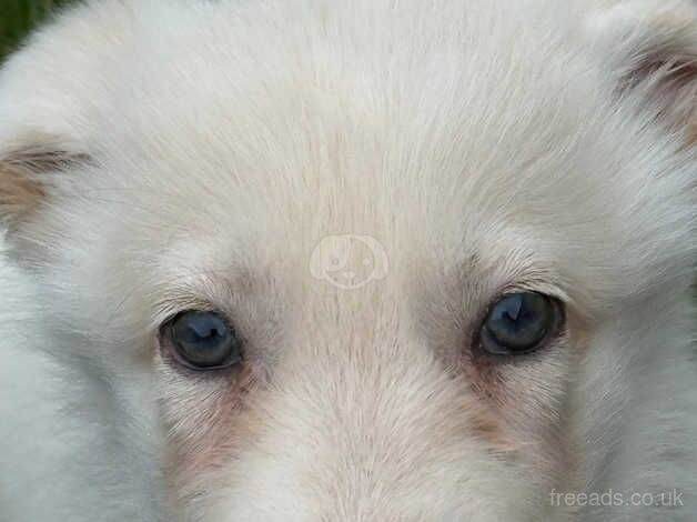 White GSD pups one boy one girl 10 weeks old for sale in Evesham, Worcestershire