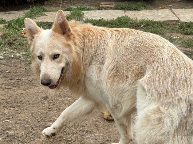 German Shepherd Puppies for sale