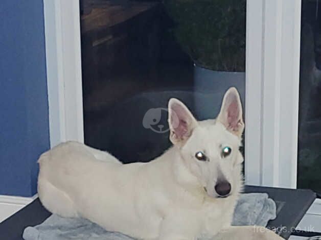 White Swiss / German Shepherd for sale in Pontypridd, Rhondda Cynon Taf - Image 4