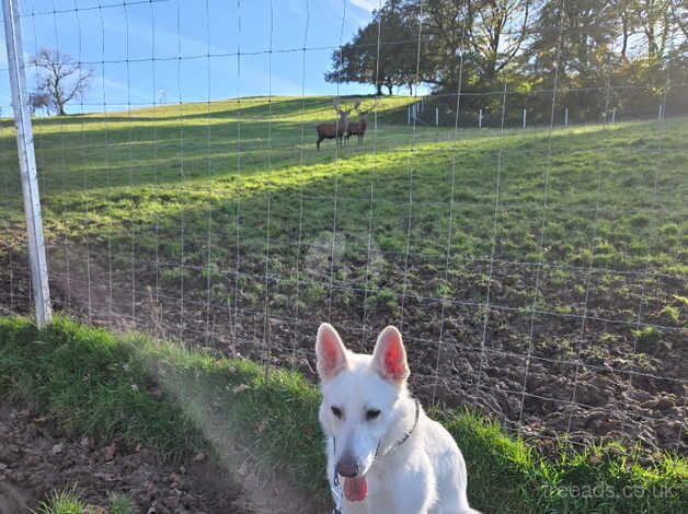 White Swiss / German Shepherd for sale in Pontypridd, Rhondda Cynon Taf - Image 5