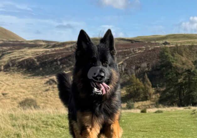 Young male German shepherd for sale in Braco, Perth and Kinross