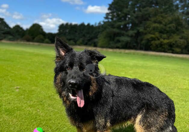 Young male German shepherd for sale in Braco, Perth and Kinross - Image 3