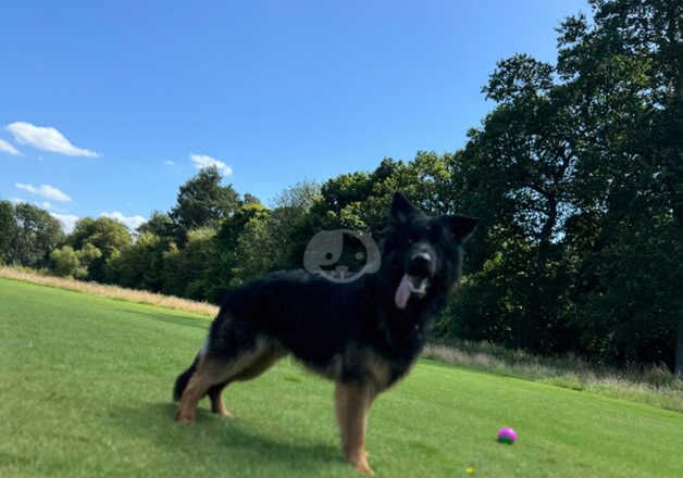 Young male German shepherd for sale in Braco, Perth and Kinross - Image 4