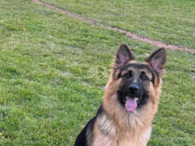 Zeus 15 months old for sale in Ledbury, Herefordshire