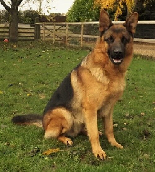 ZION FULLY HEALTH TESTED STUD for sale in Wisbech, Cambridgeshire - Image 1