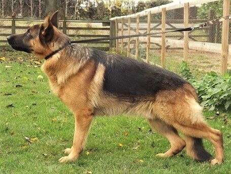 German Shepherds for sale in Wisbech, Cambridgeshire