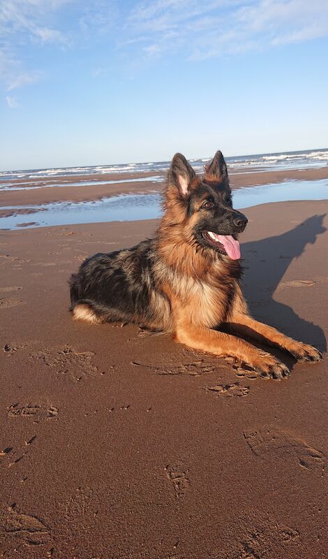 Ilze Ozolina - German Shepherd breeder